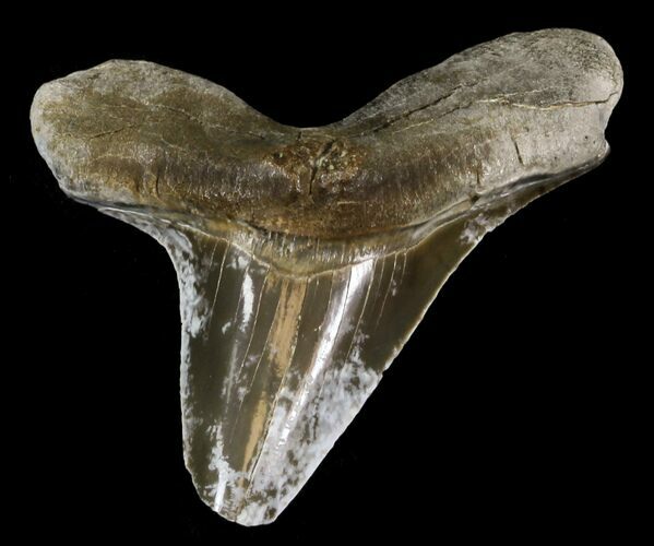Good-Sized Cretoxyrhina Shark Tooth - Kansas #31639